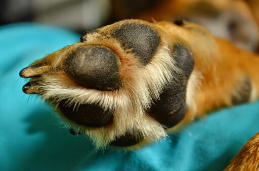 dry old paw