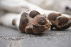 dry dog paws